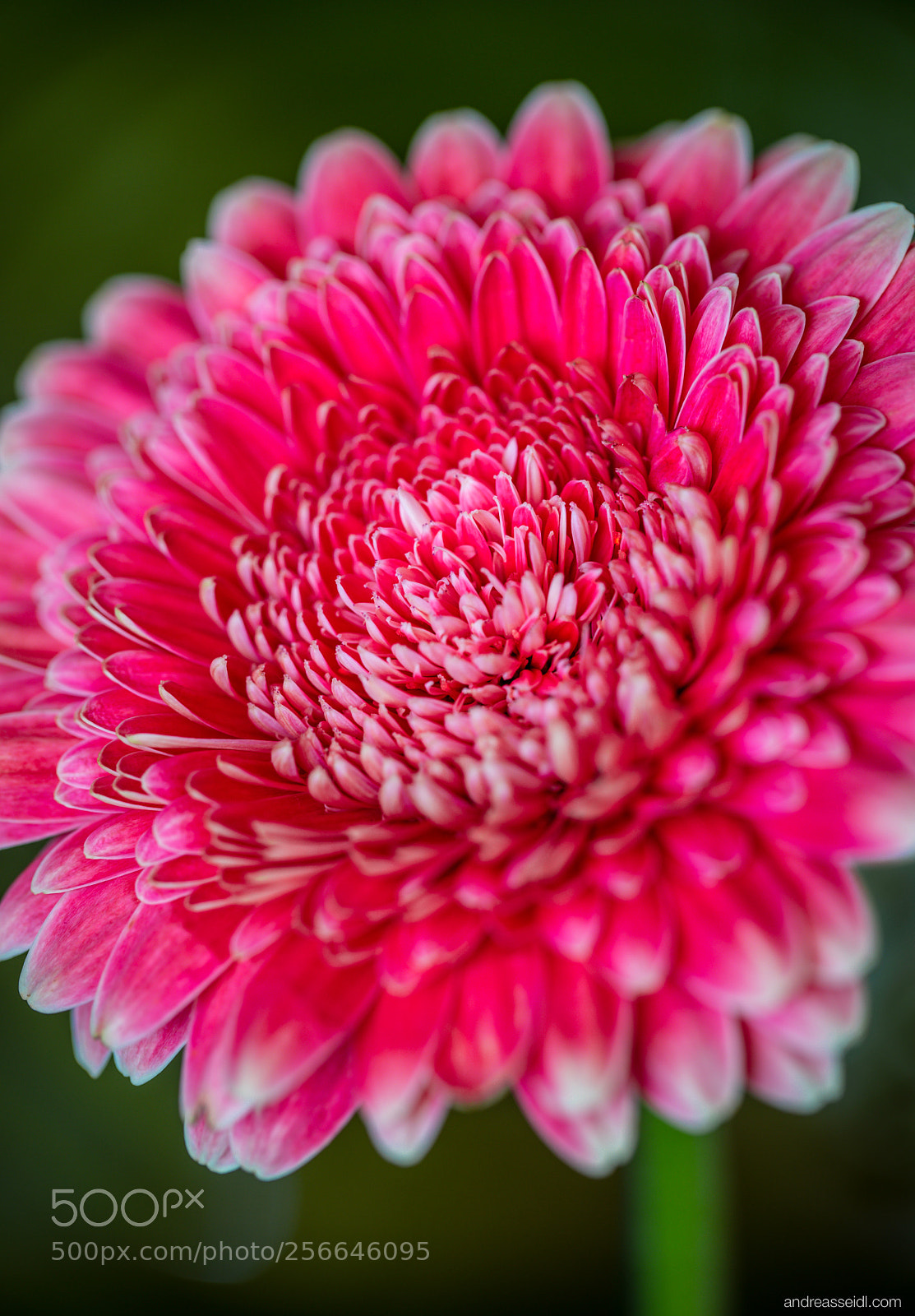 Sony a7 sample photo. Gerbera photography