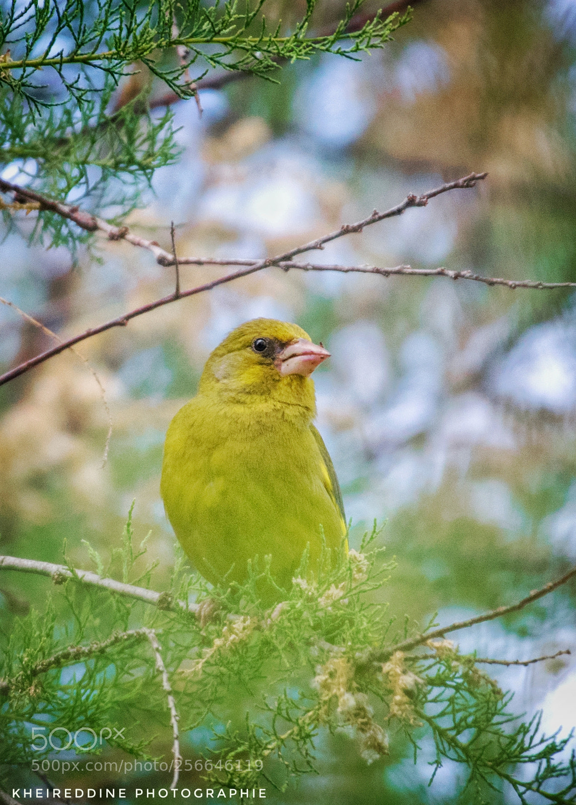 Nikon D3300 sample photo. Verdier d'europe photography