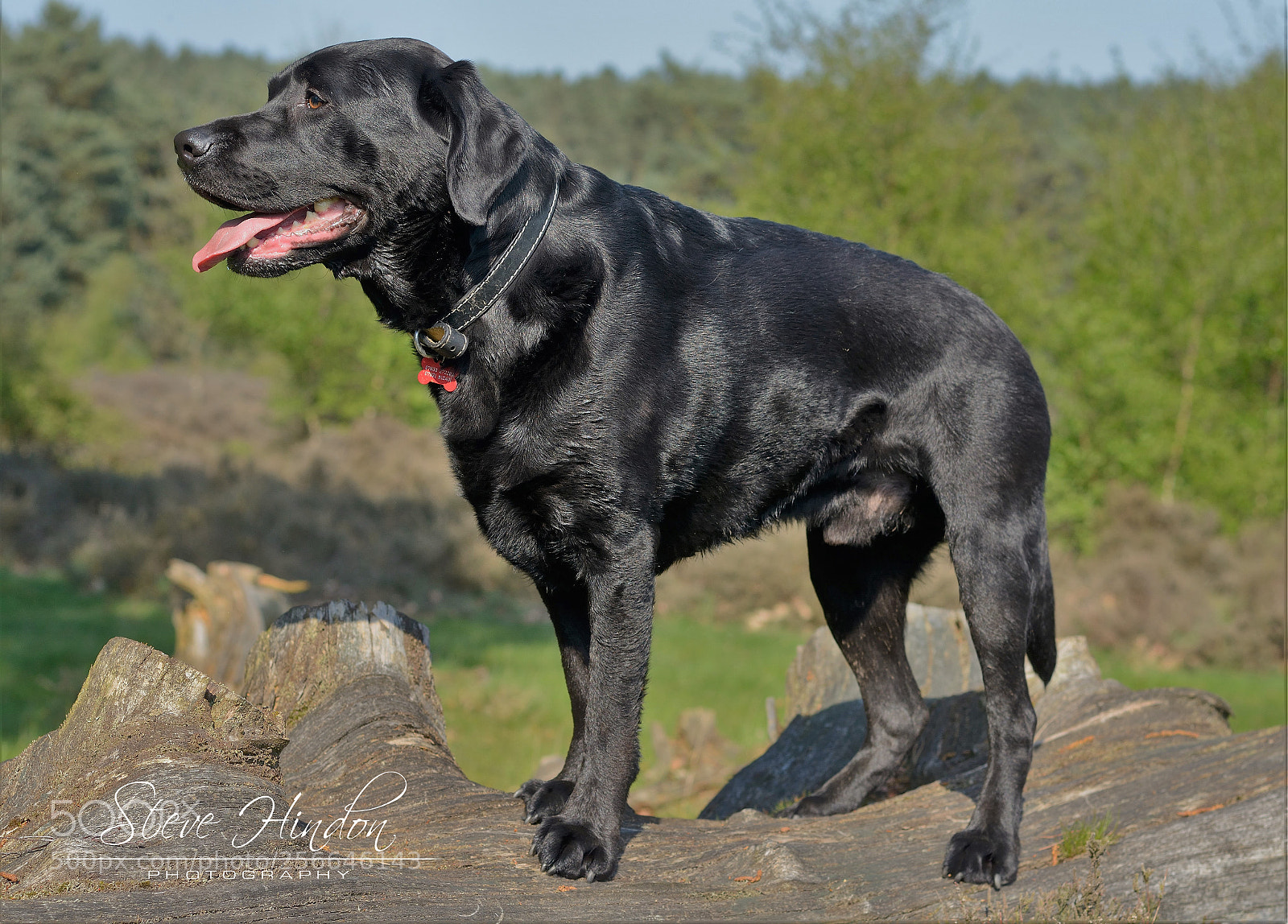 Nikon D7100 sample photo. Winston photography