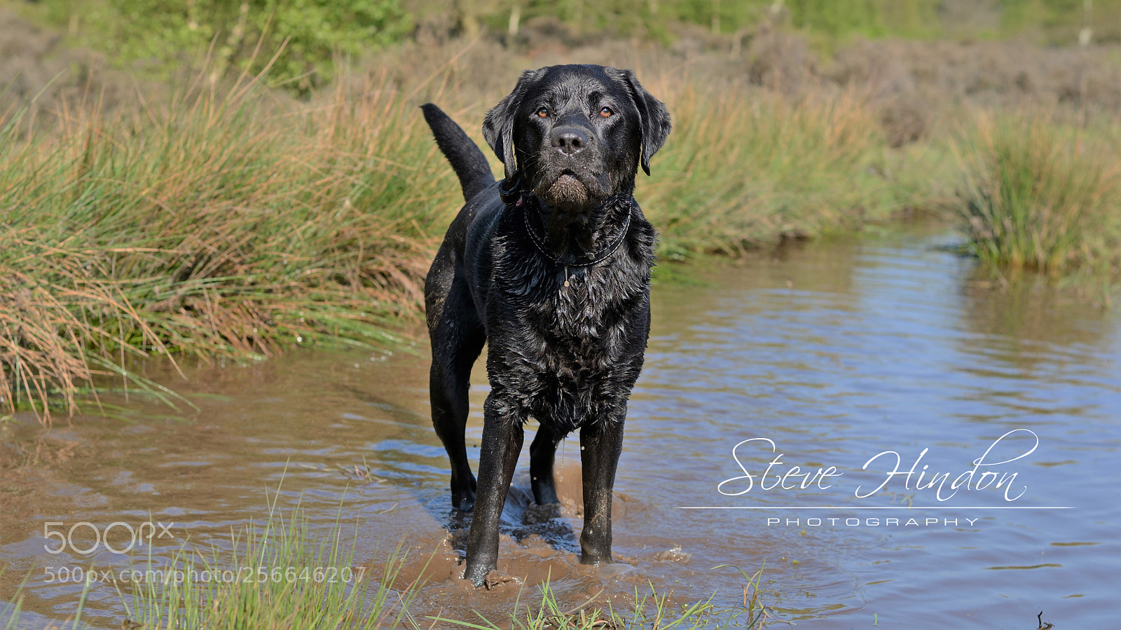 Nikon D7100 sample photo. Winston photography