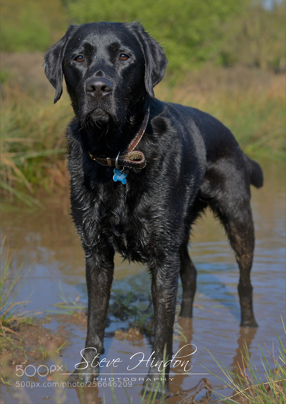 Nikon D7100 sample photo. Ollie photography