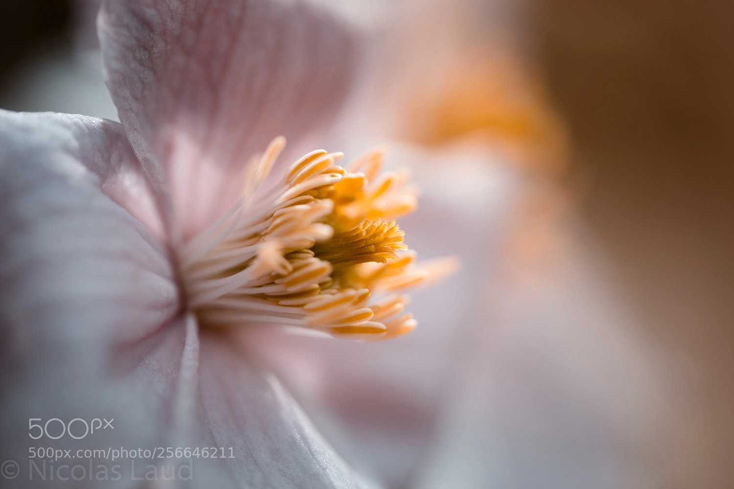 Canon EOS 6D sample photo. Clematis photography