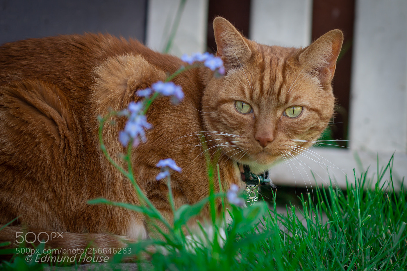 Canon EOS 600D (Rebel EOS T3i / EOS Kiss X5) sample photo. Img photography