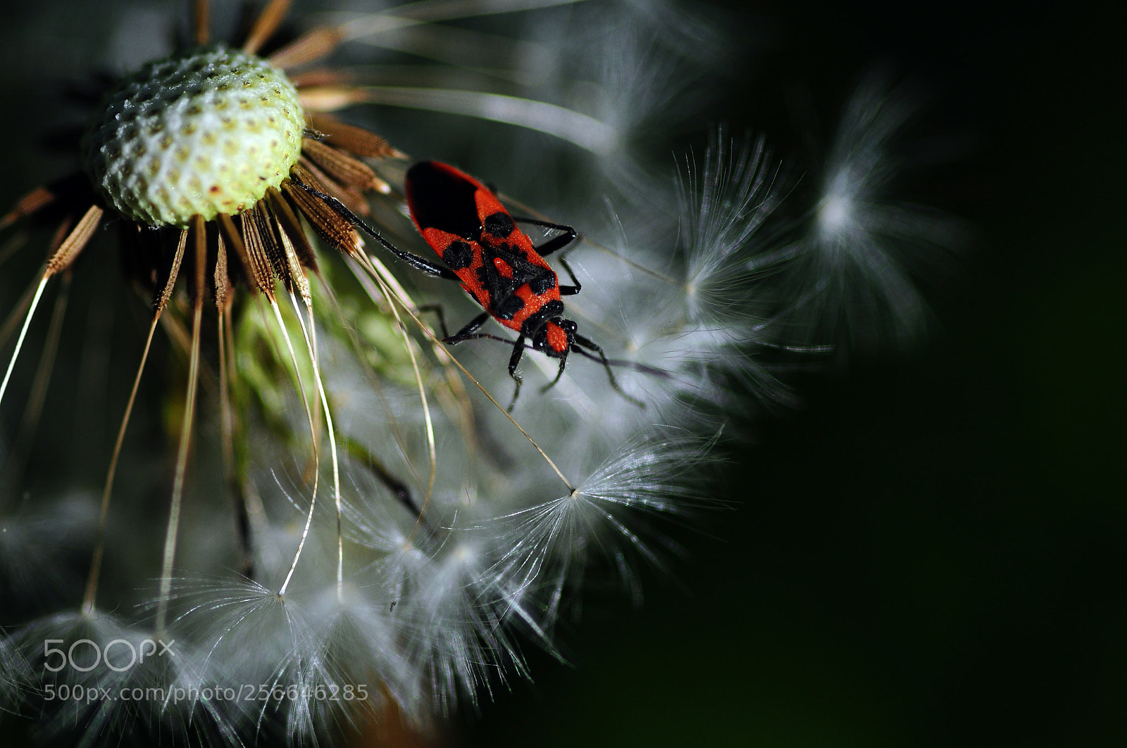 Nikon D90 sample photo. Le grand saut the photography