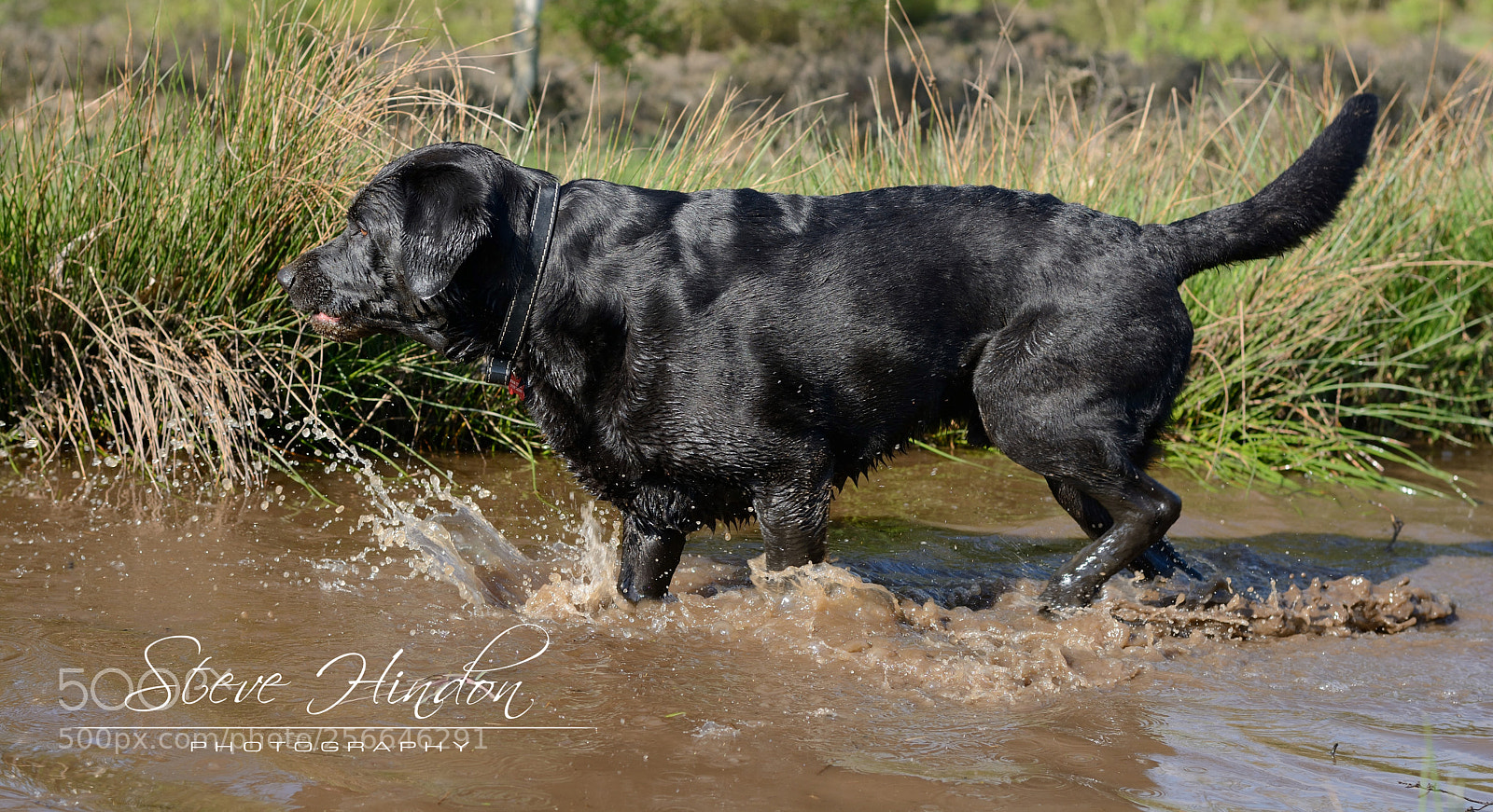 Nikon D7100 sample photo. Winston photography