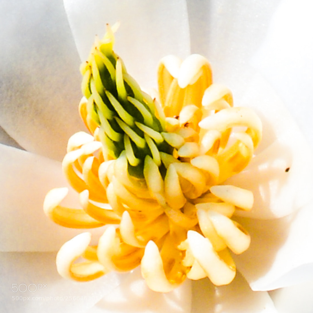 Nikon D5200 sample photo. In the middle of photography