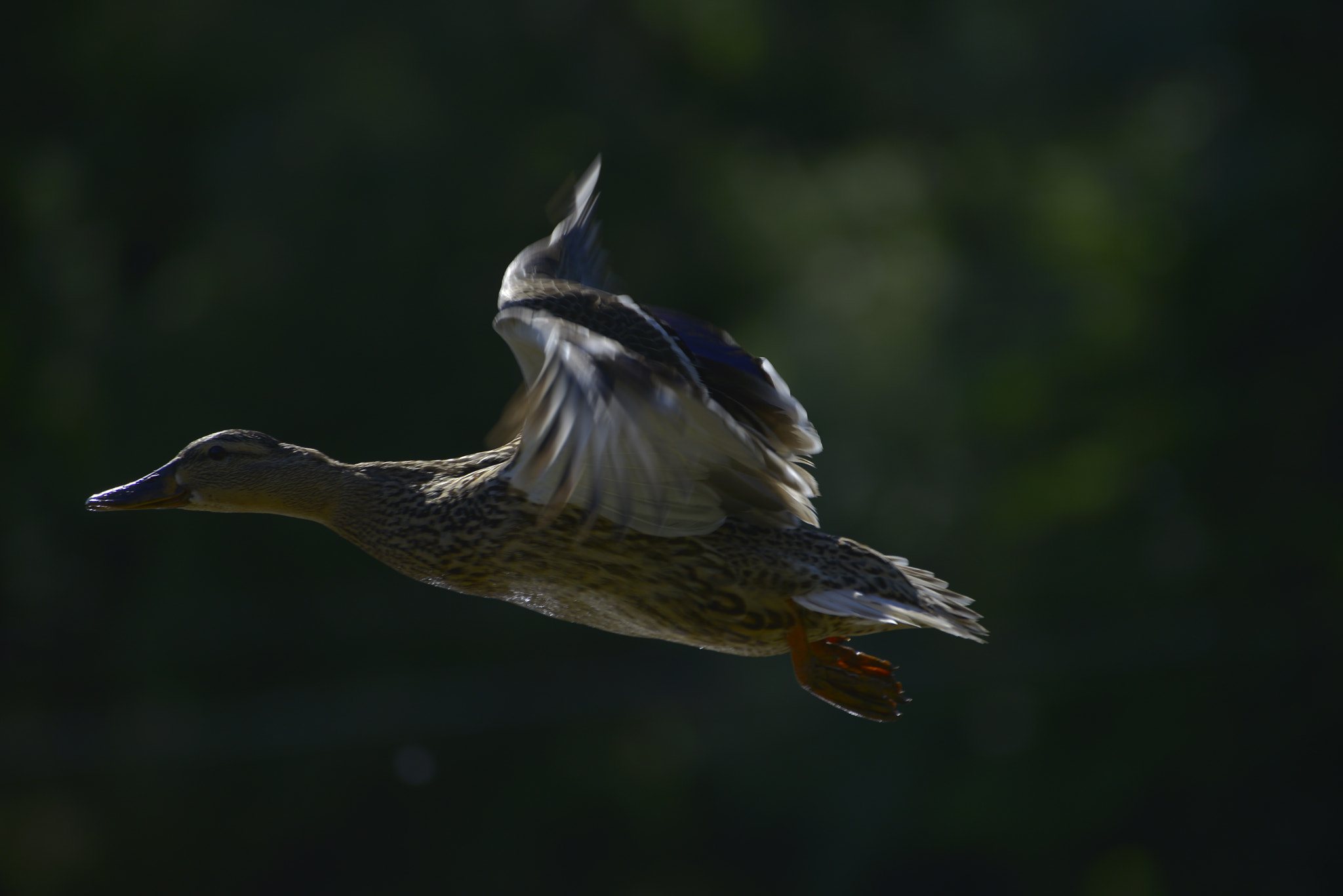 Nikon D610 sample photo
