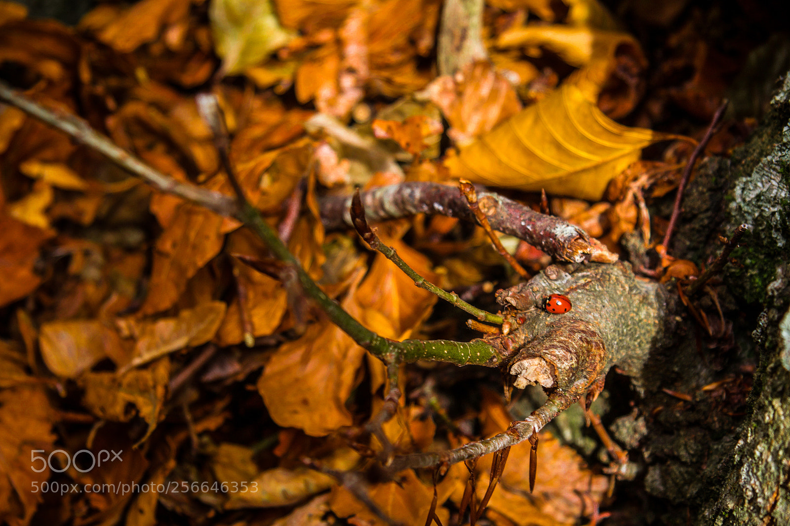 Canon EOS 70D sample photo. Ladybug&autumn photography