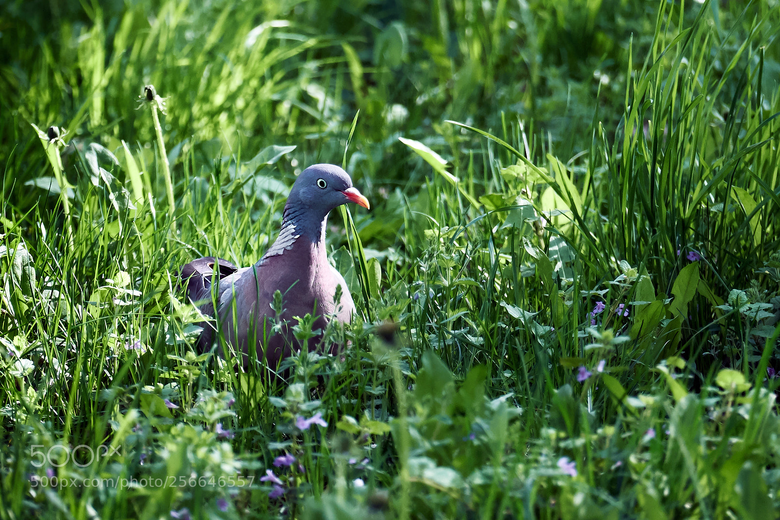 Fujifilm X-T2 sample photo. The wood dove photography