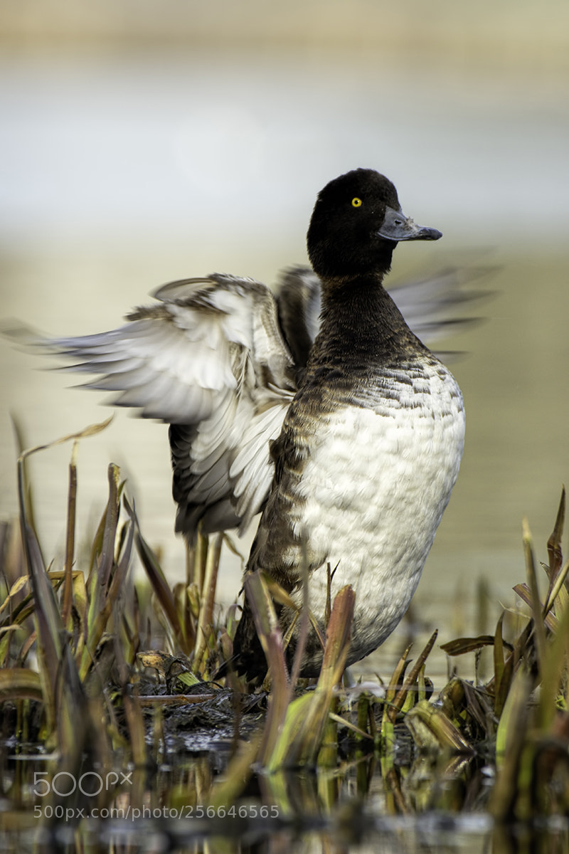 Pentax K-3 sample photo. Female tufted duck photography