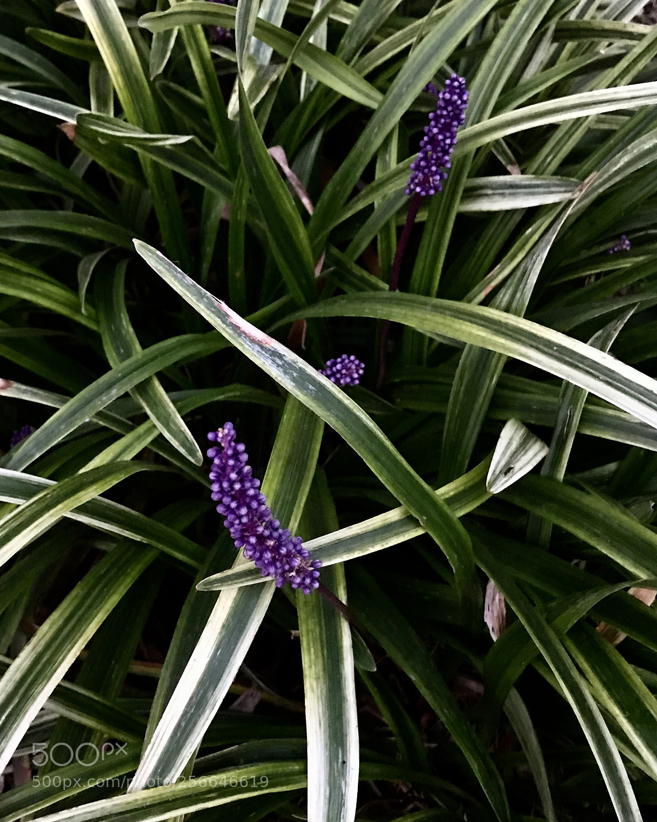 Apple iPhone 7 Plus sample photo. Purple flowering grass photography