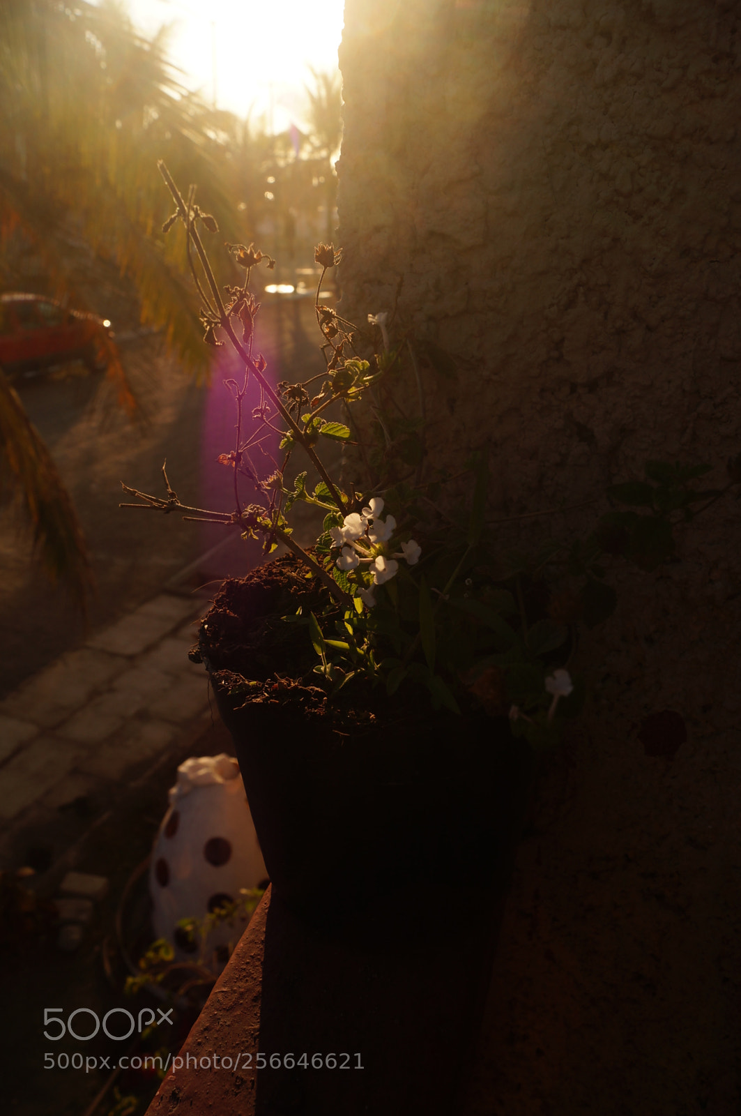 Sony SLT-A37 sample photo. Little instant photography