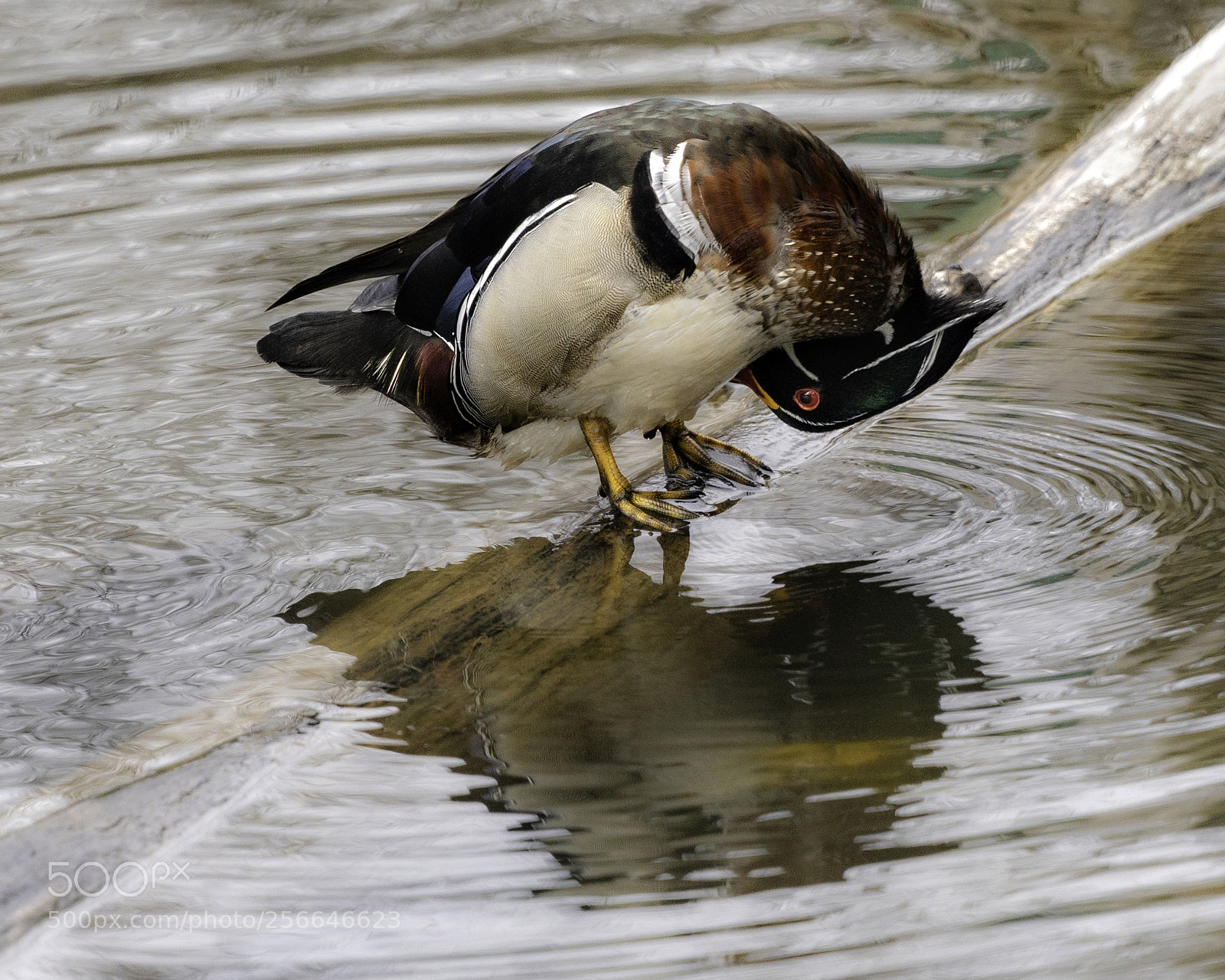 Sony a6500 sample photo. Canard branchu, wood duck photography