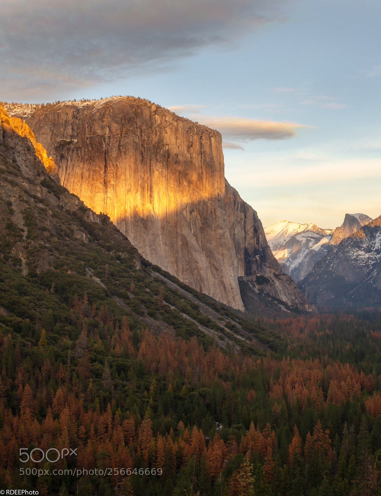 Nikon D5100 sample photo. Patch of golden light photography