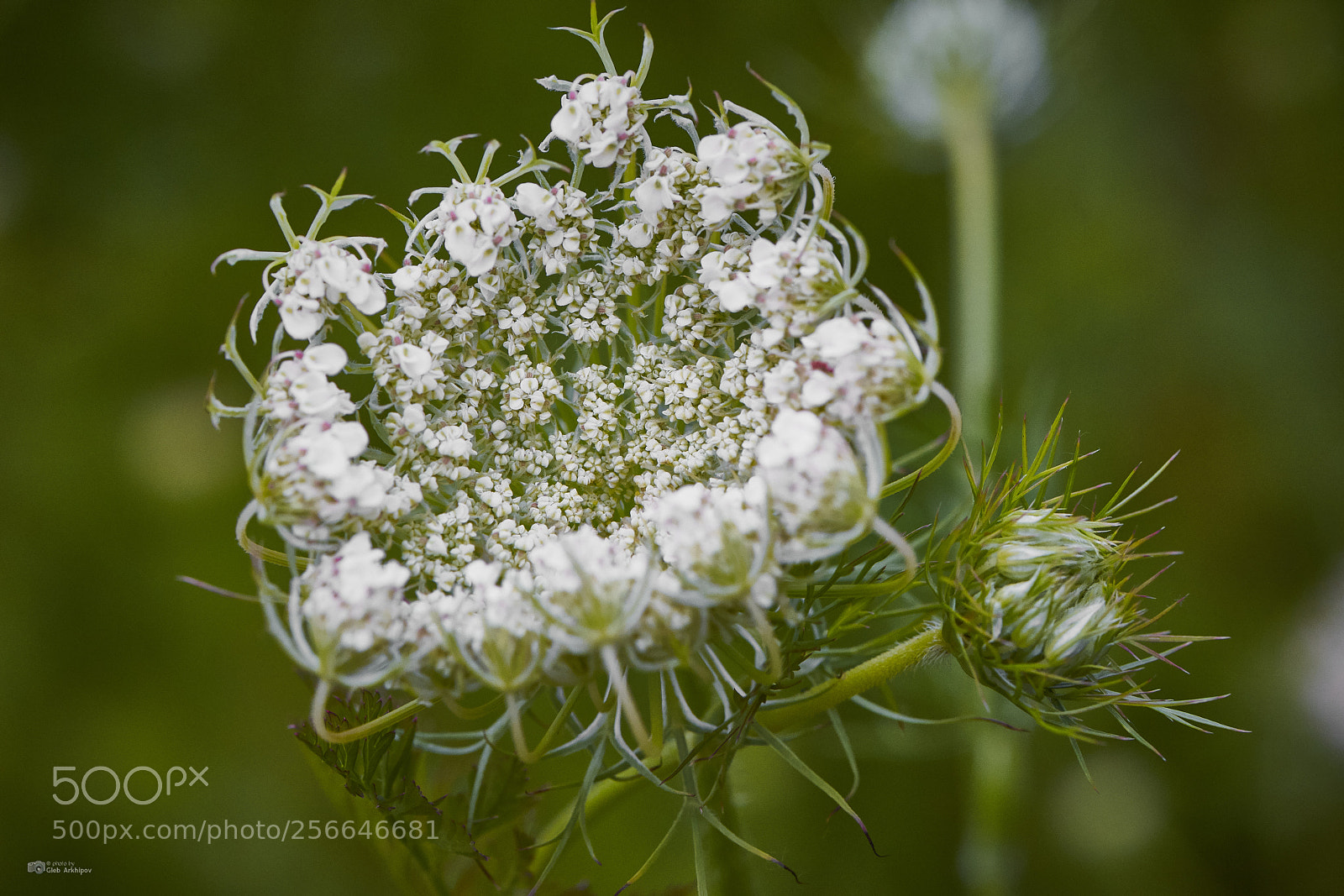Nikon D700 sample photo. Flower photography