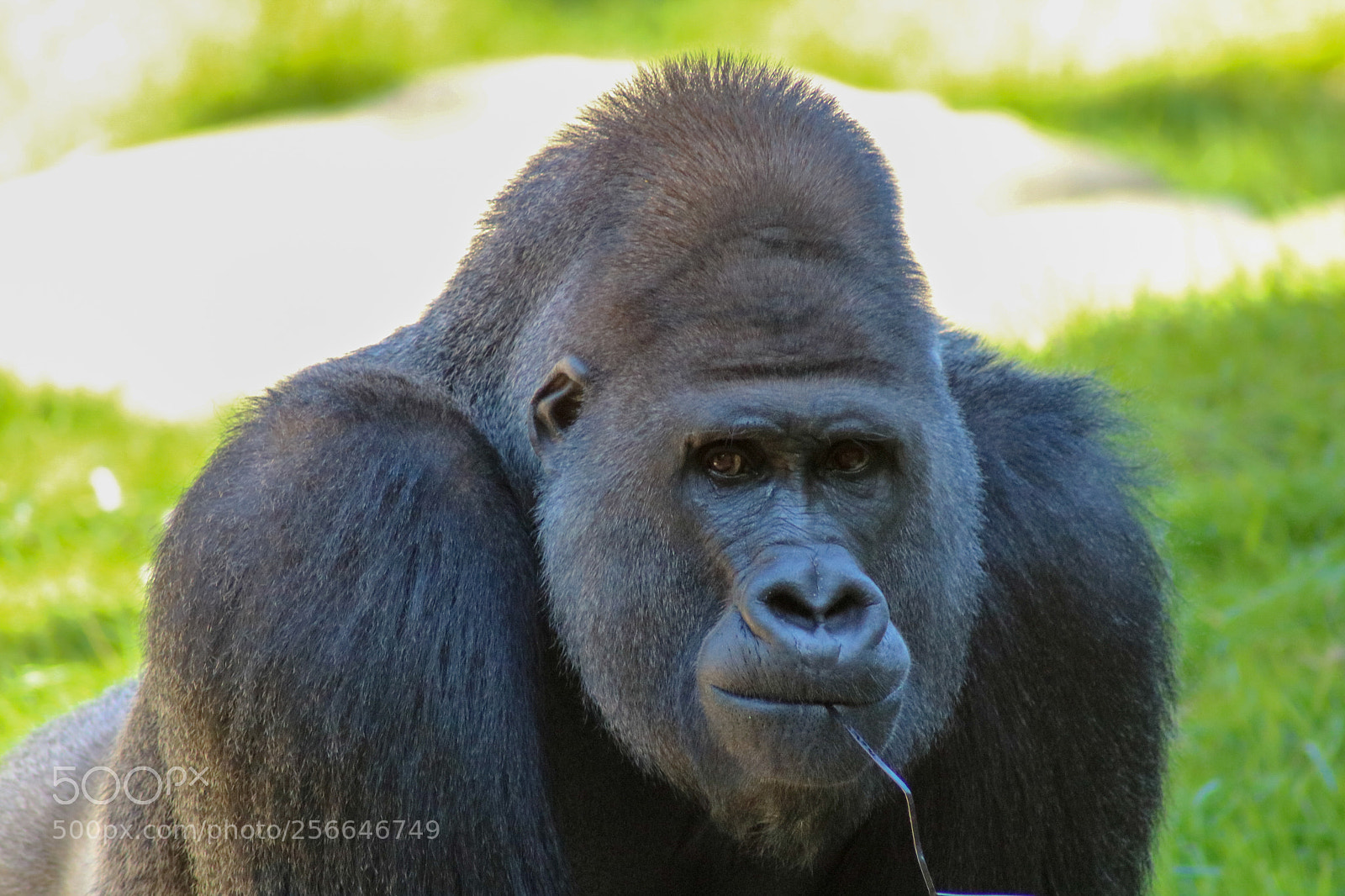 Canon EOS 750D (EOS Rebel T6i / EOS Kiss X8i) sample photo. Gorilla photography