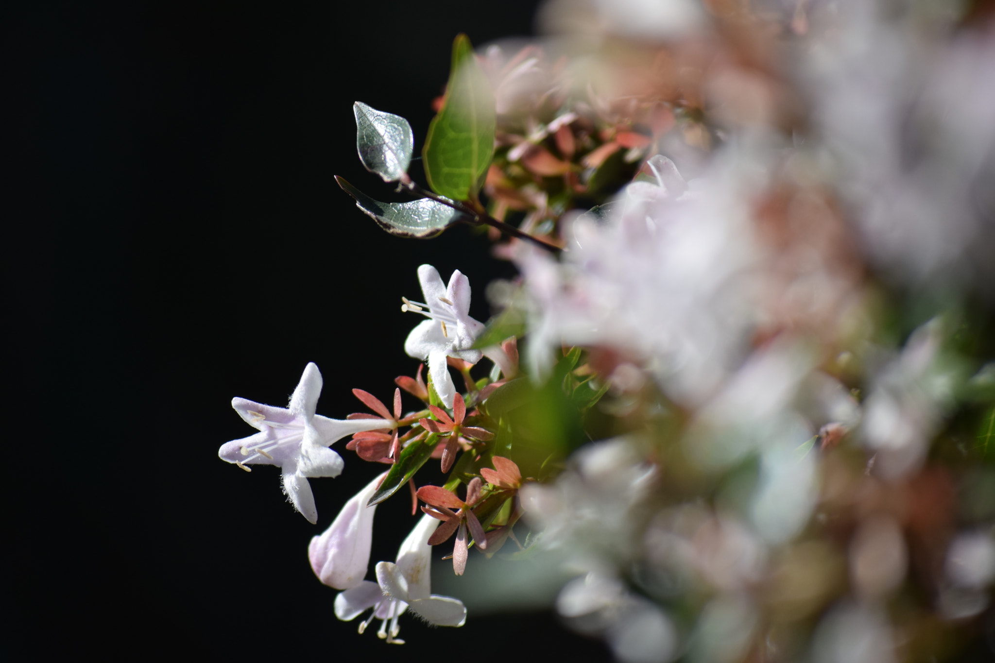 Nikon D5300 sample photo