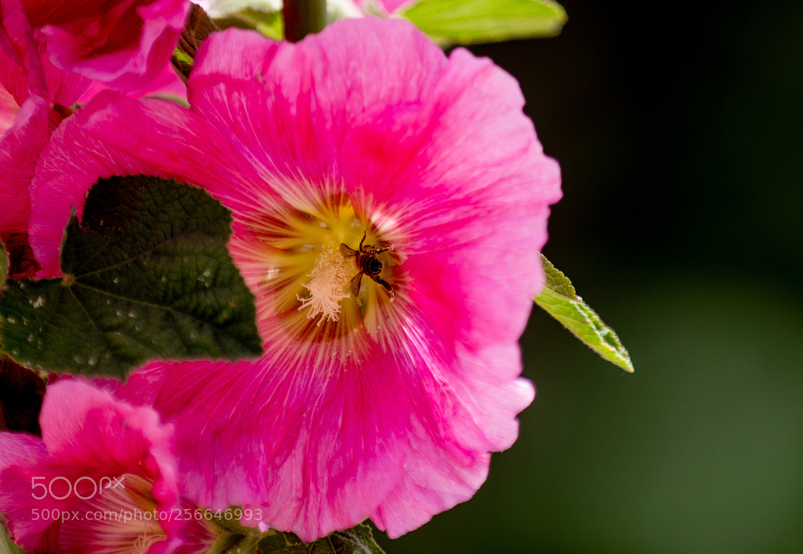 Canon EOS 6D sample photo. Bee my guest photography
