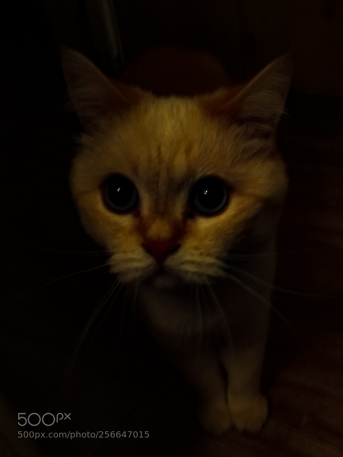 Xiaomi Redmi 4X sample photo. Untitled photography