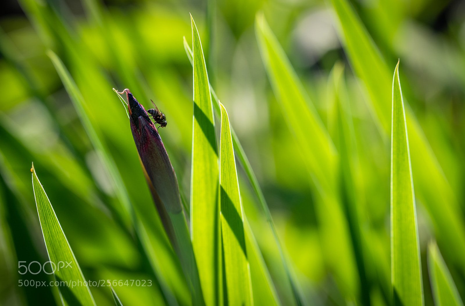 Nikon D750 sample photo. Fly photography