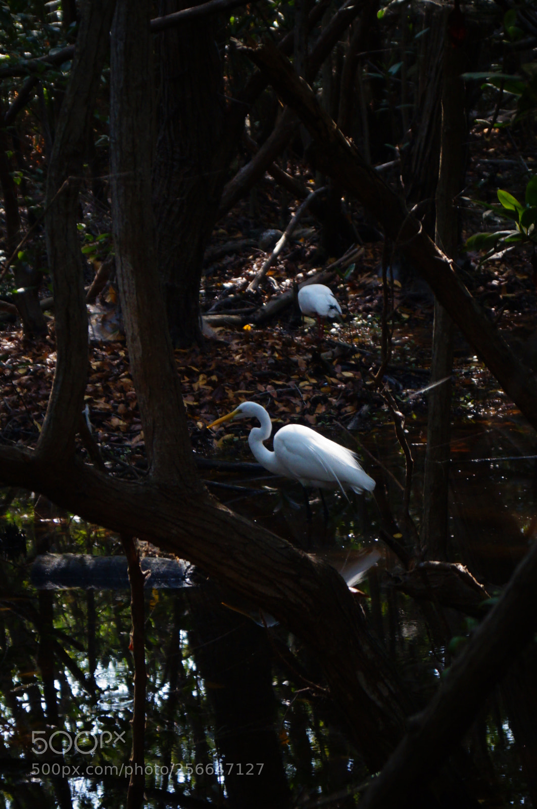 Sony SLT-A37 sample photo. Furtivement photography