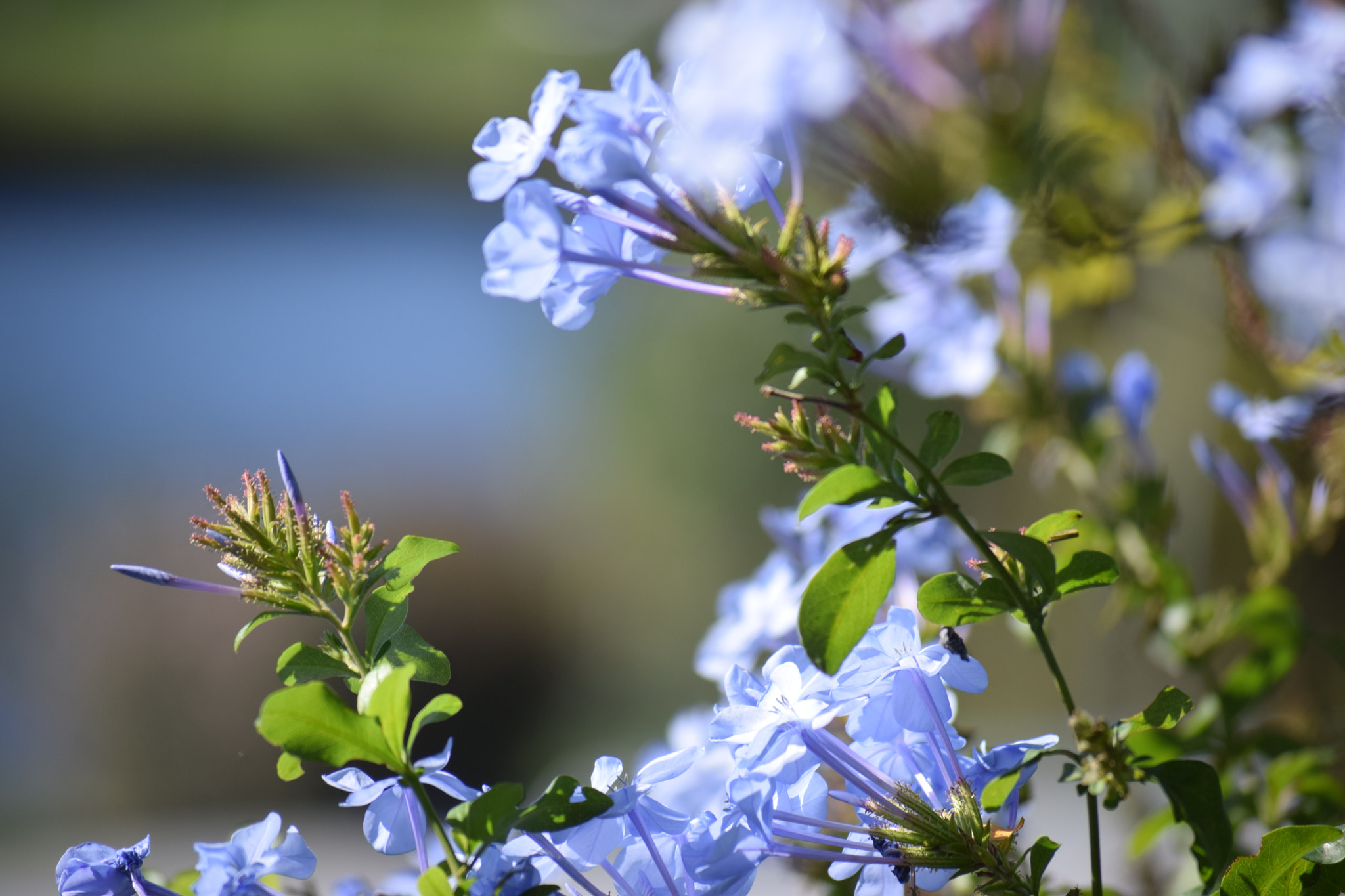 Nikon D5300 sample photo