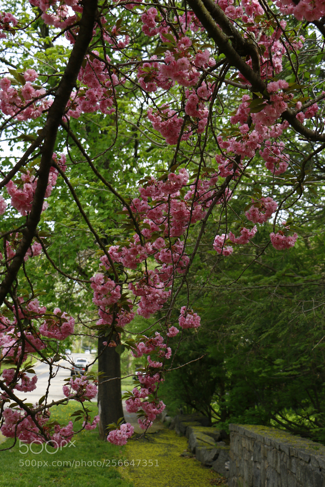 Canon EOS 70D sample photo. Pink &green and life photography