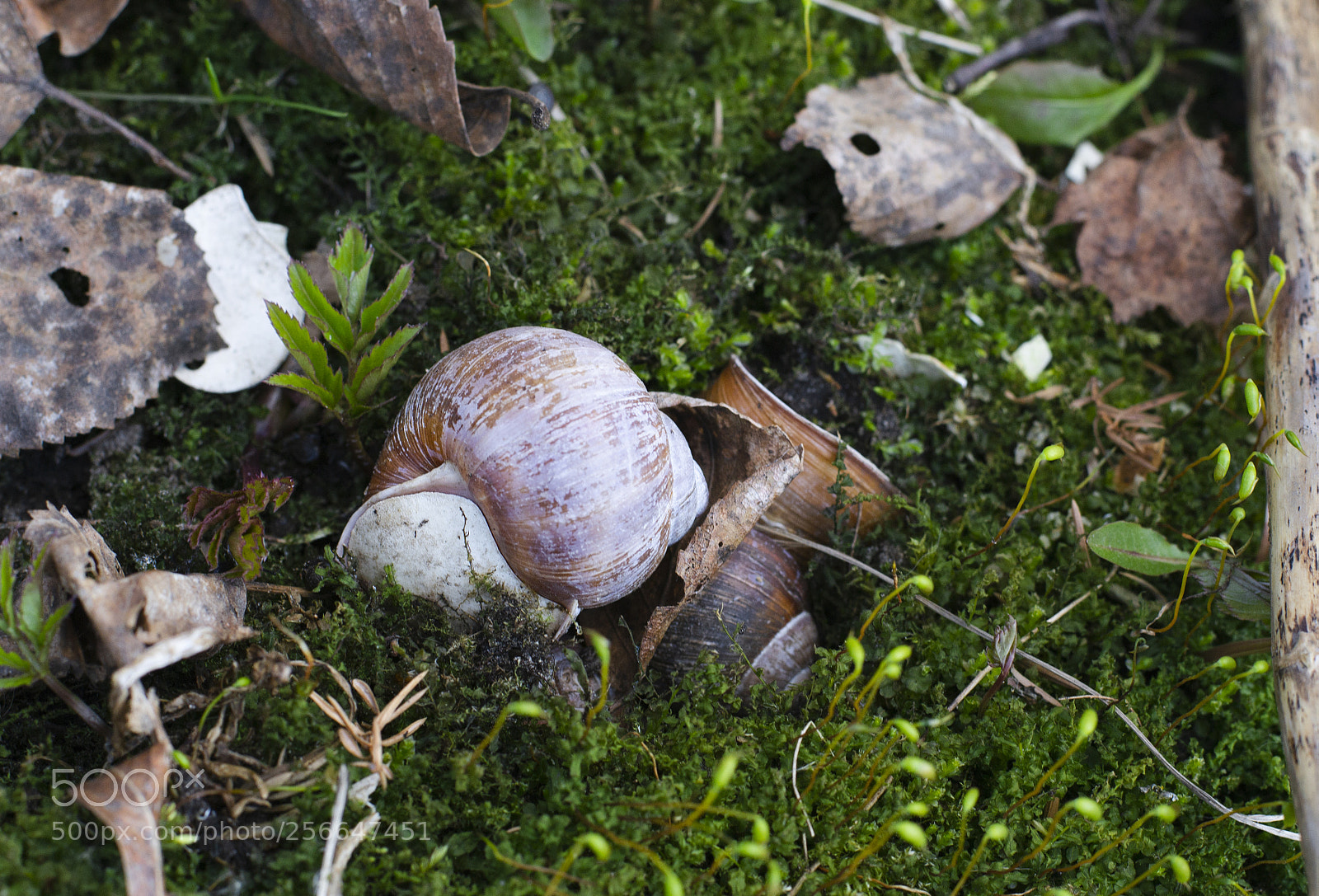 Nikon D3100 sample photo. улитки photography