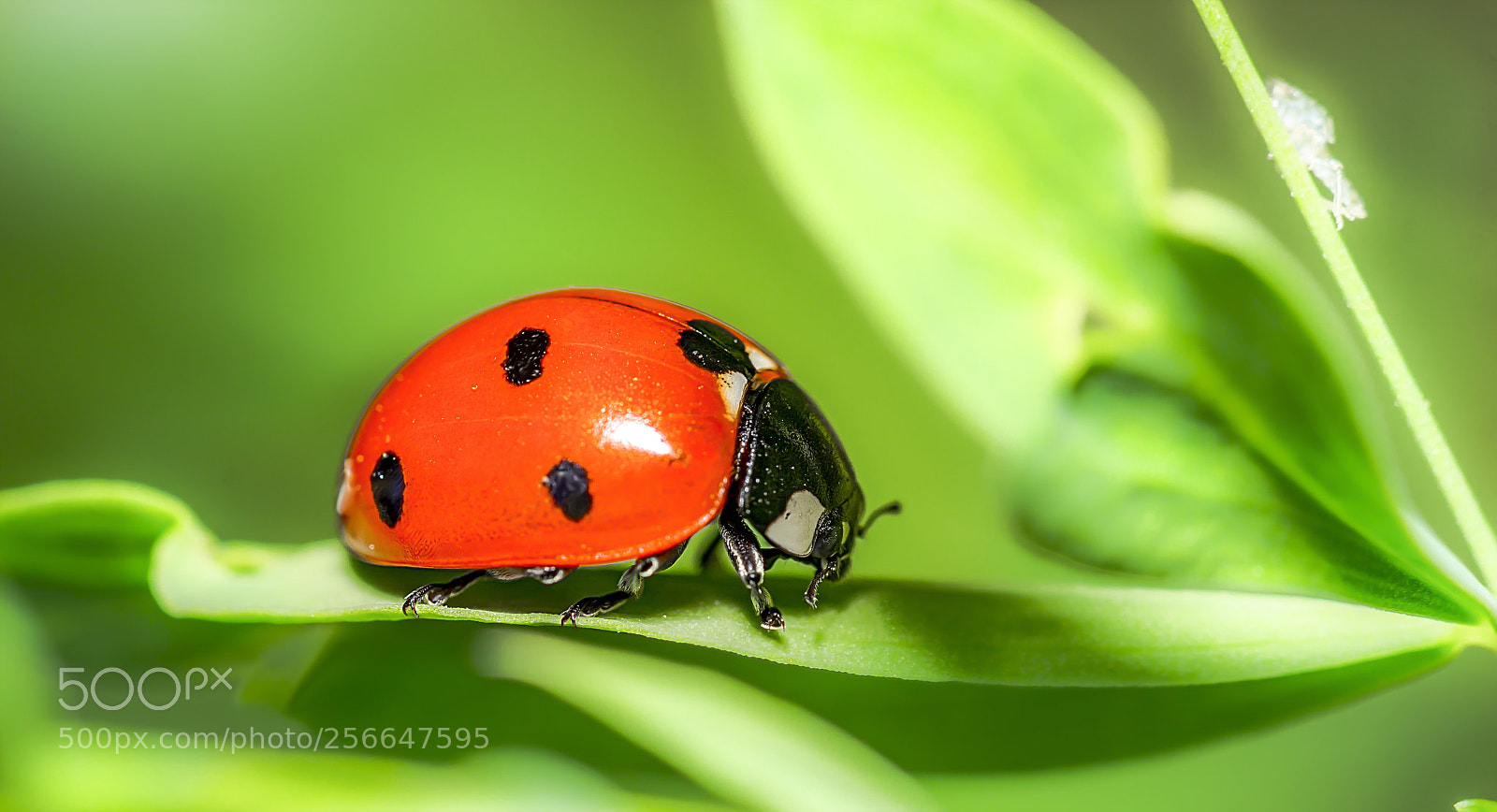 Sony a6000 sample photo. Ladybug 11 photography