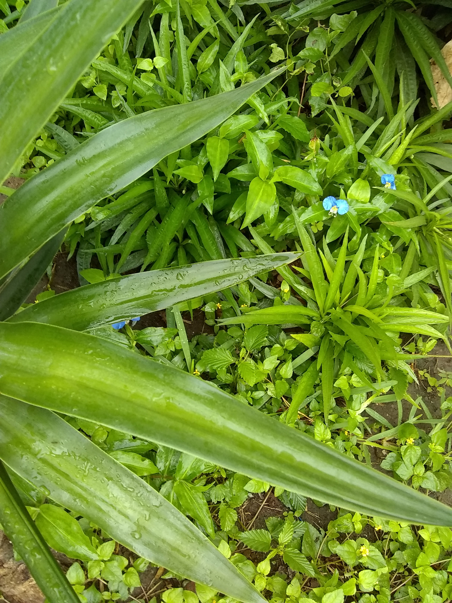 Motorola Moto E4 sample photo. Follow photography