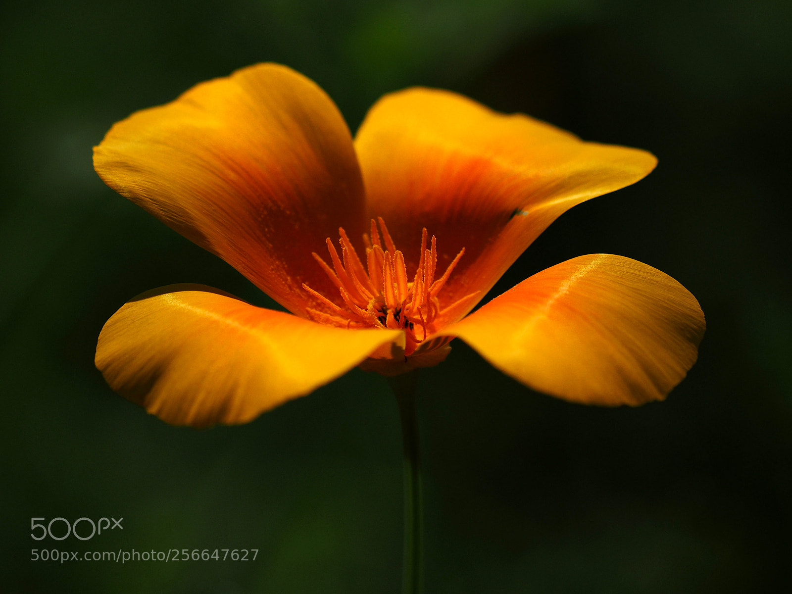 Olympus OM-D E-M1 sample photo. California poppies photography
