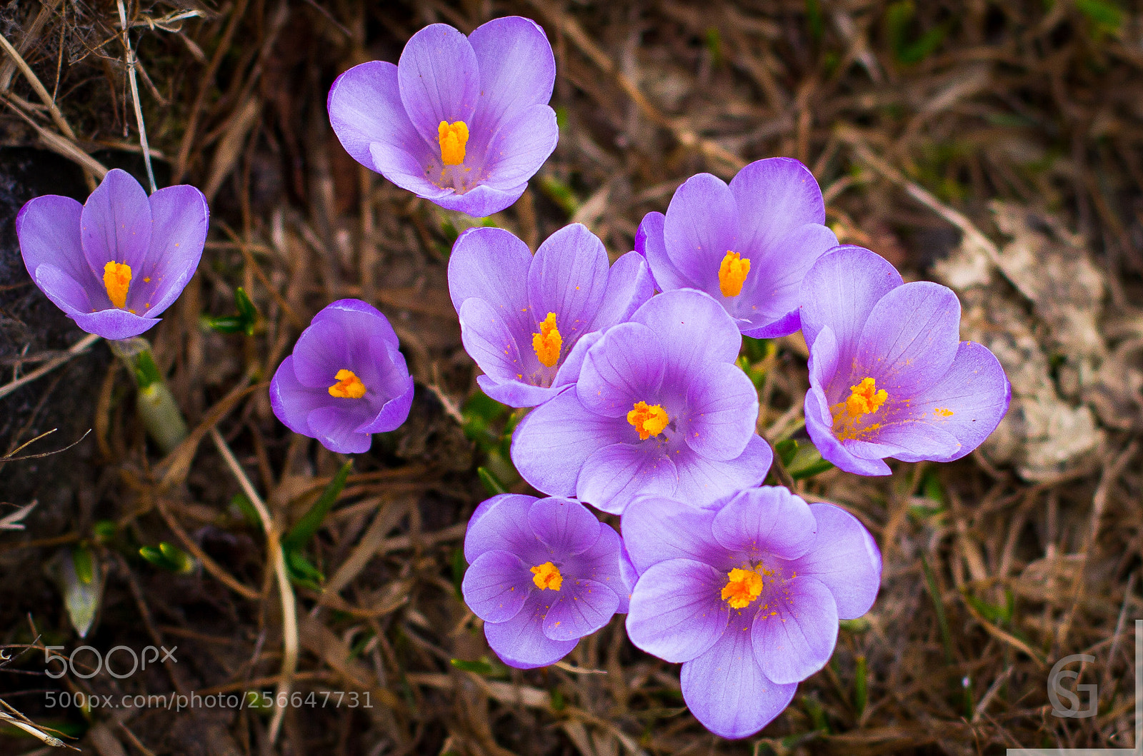 Canon EOS 60D sample photo. Wild crocus photography