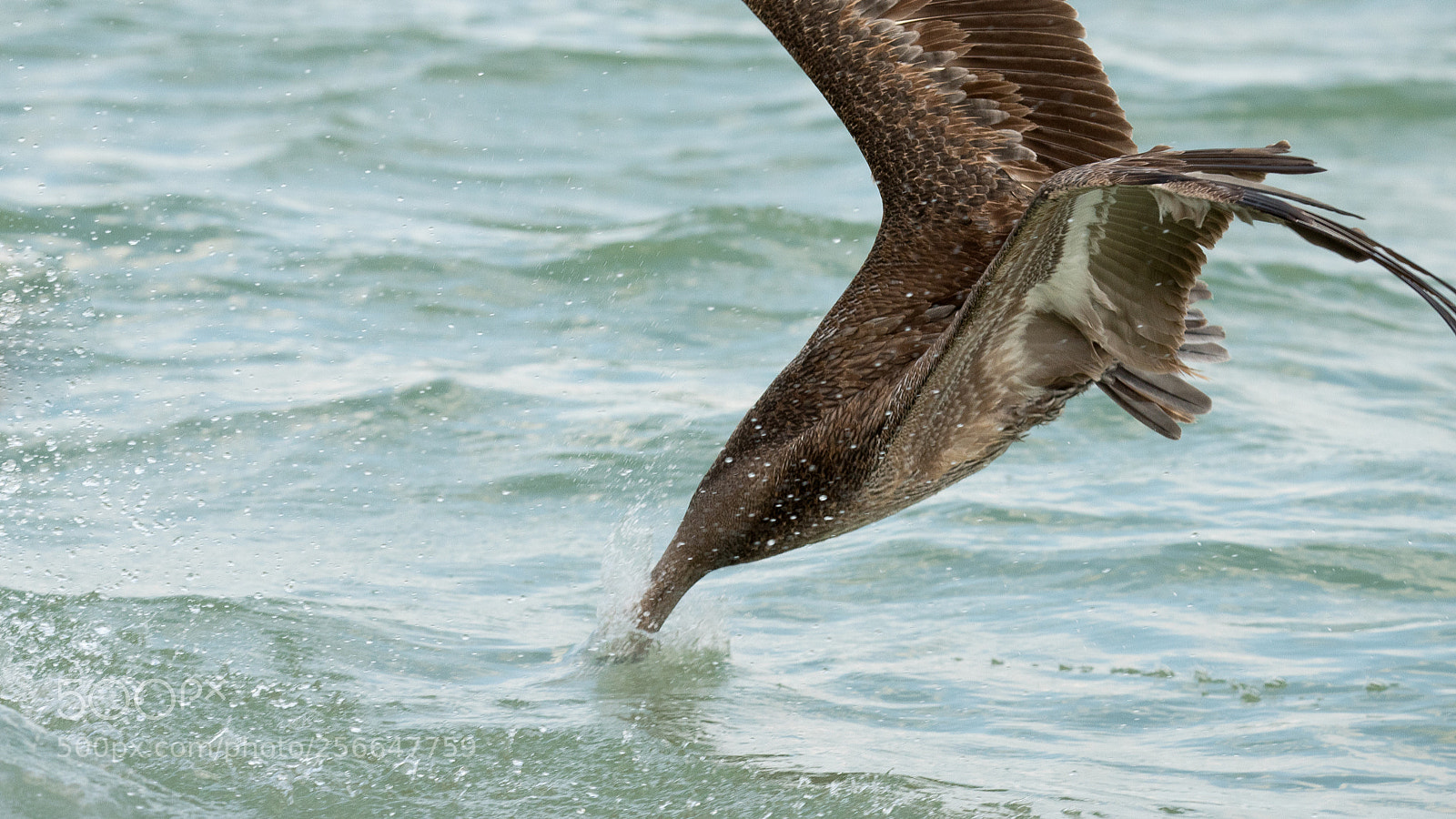Nikon D750 sample photo. Brown pelican photography