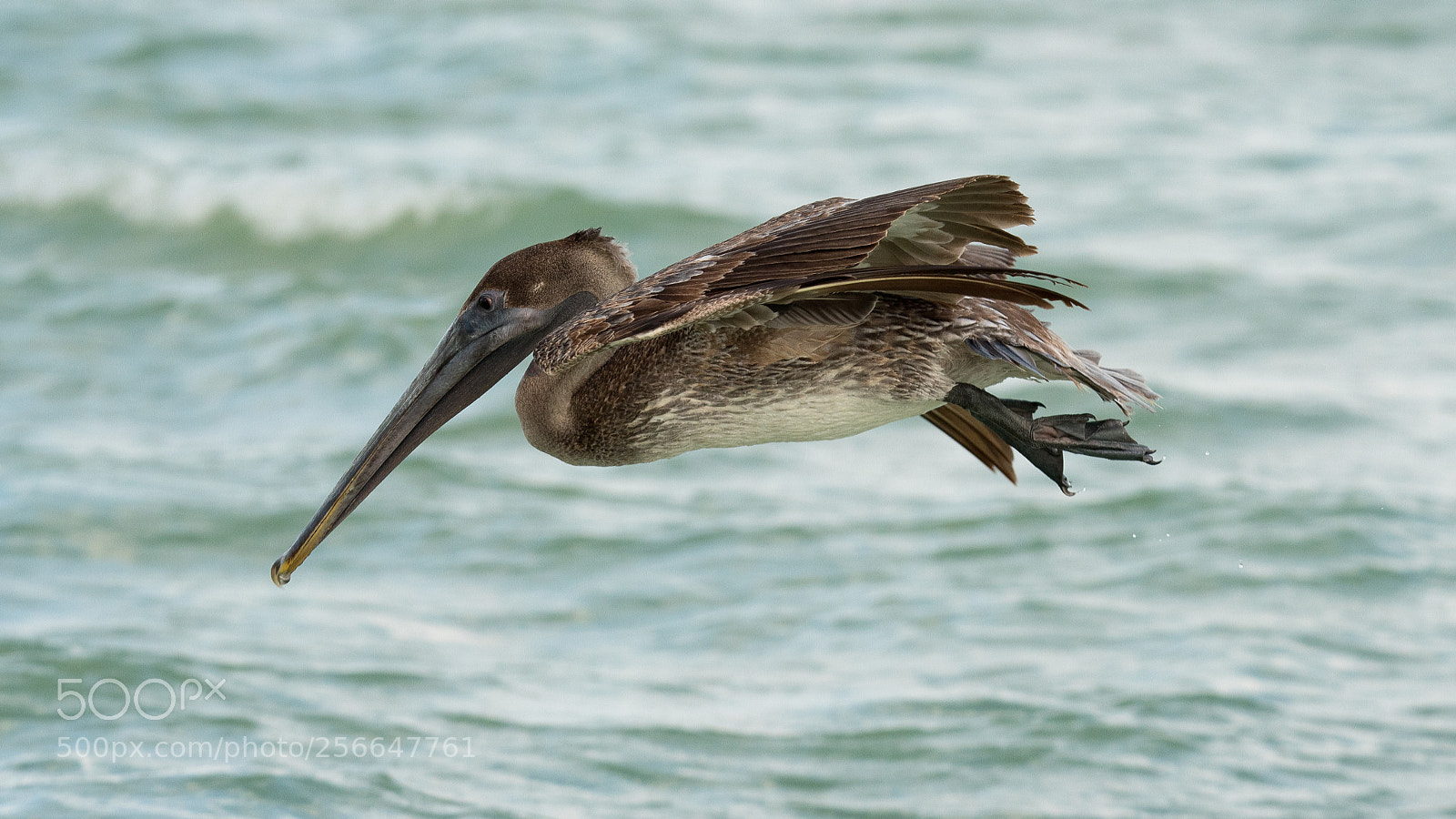 Nikon D750 sample photo. Brown pelican photography