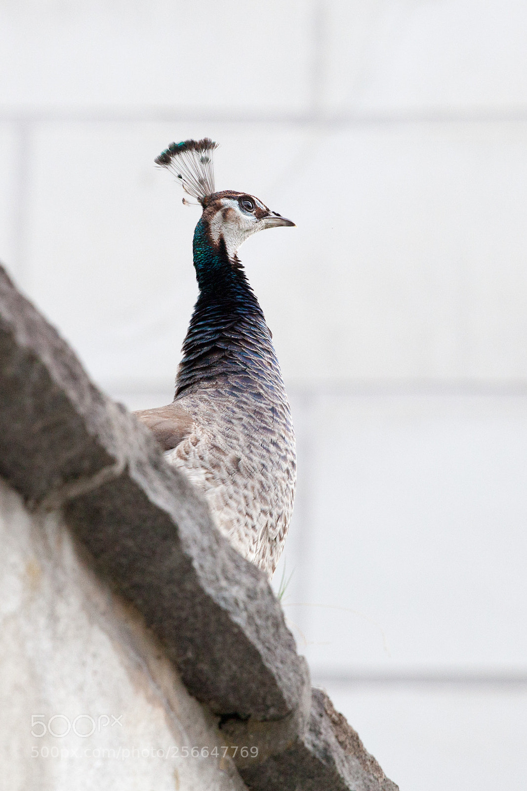 Canon EOS 5D Mark II sample photo. Peafowl photography