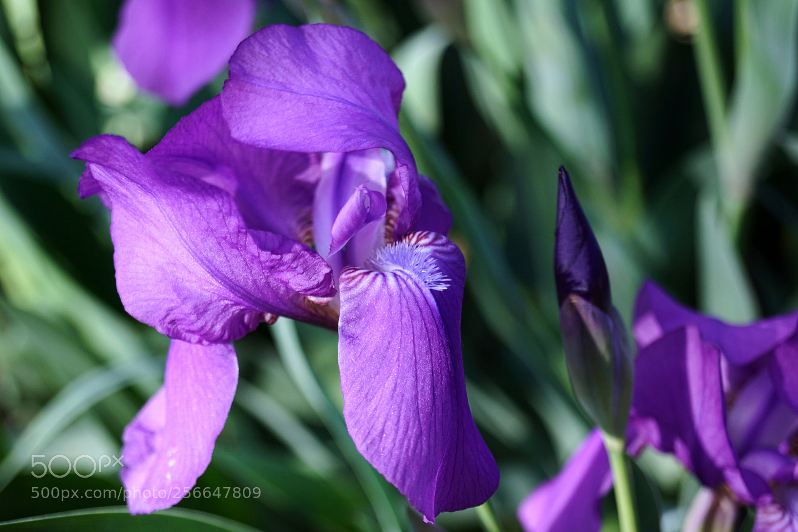 Sony SLT-A68 sample photo. In the beating of photography
