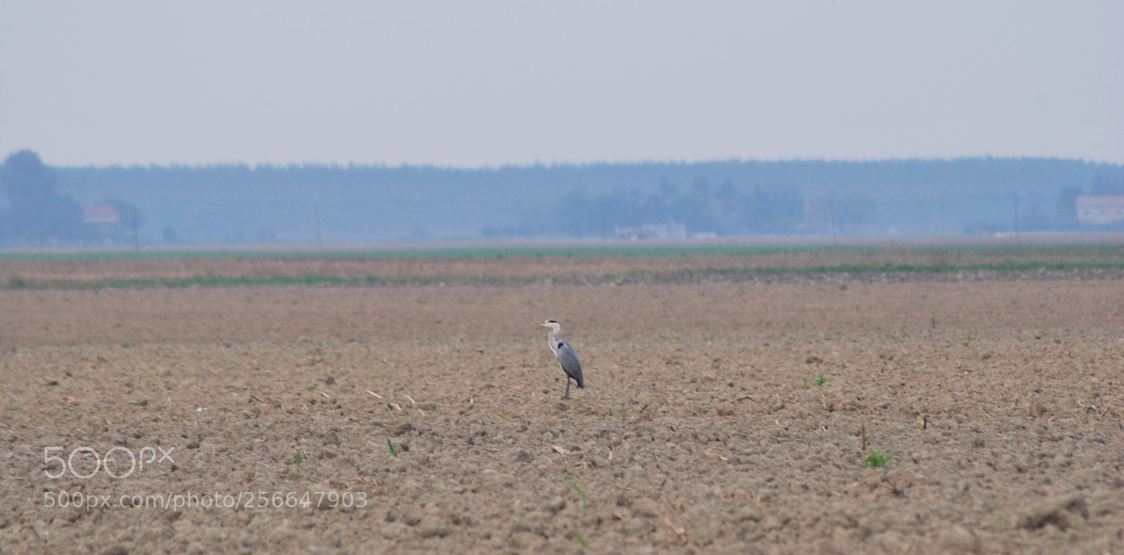 Nikon D60 sample photo. Version photography