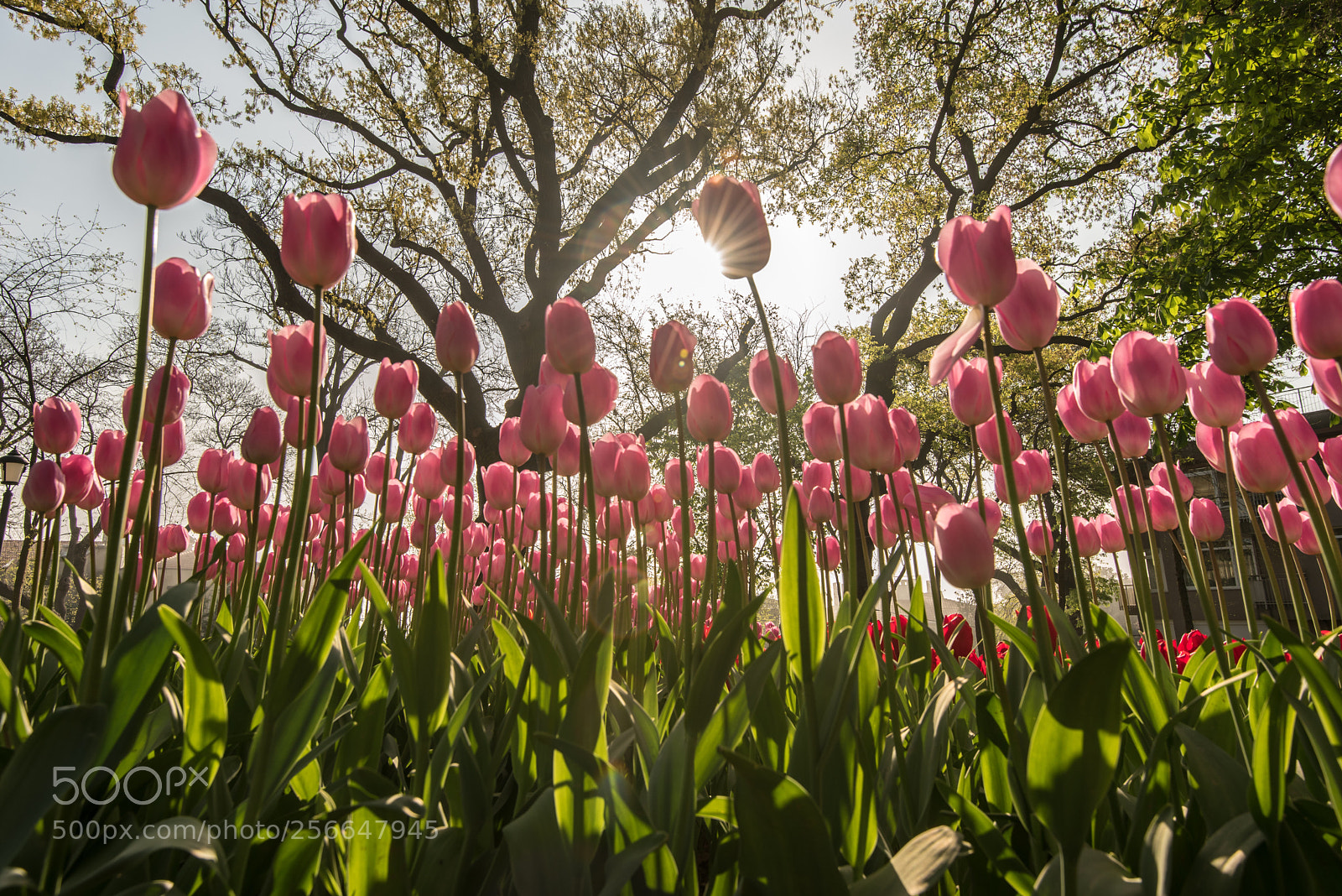 Nikon D750 sample photo. Untitled photography