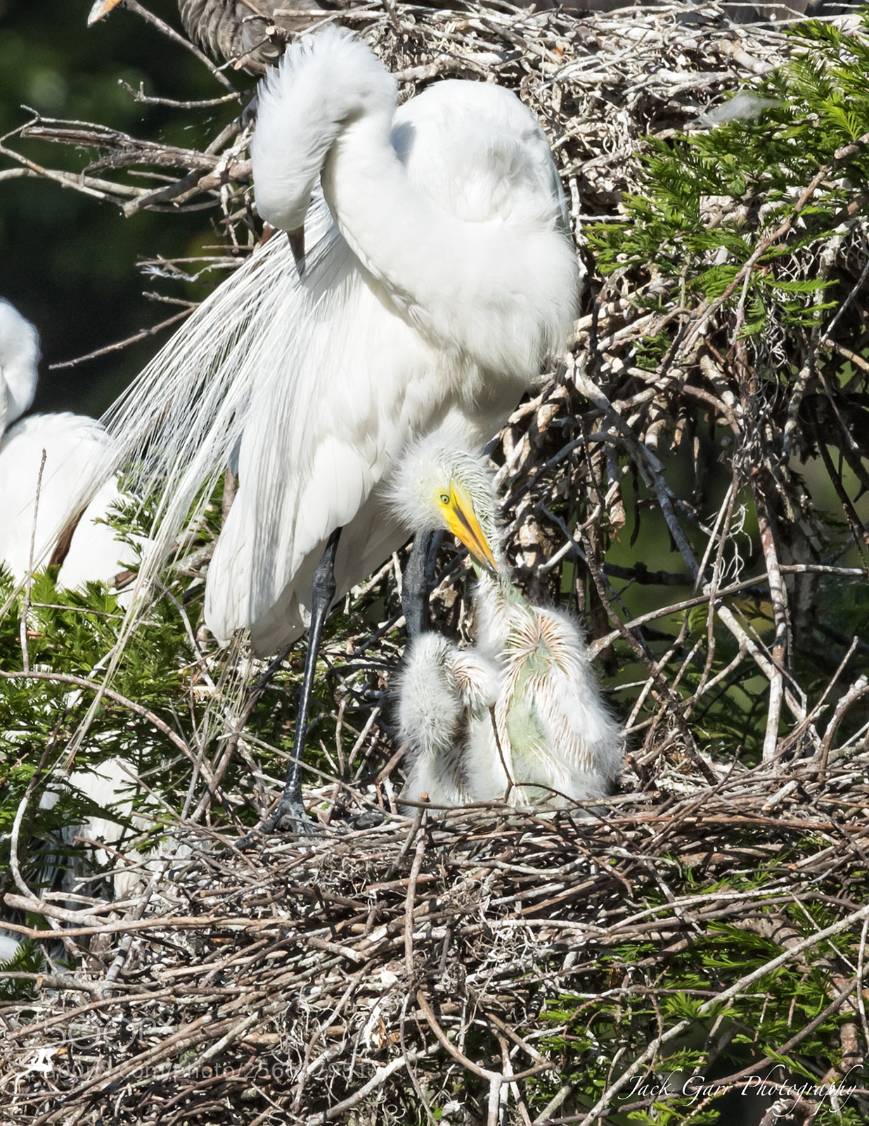 Canon EOS-1D X Mark II sample photo. Great white egret new photography