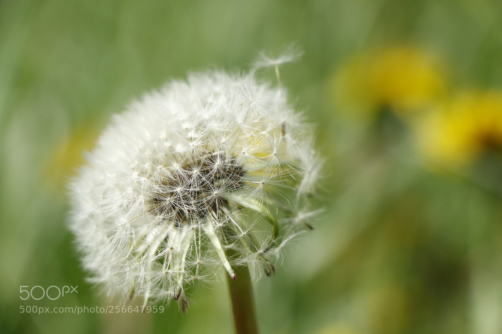 Canon EOS 70D sample photo. Puff flower photography