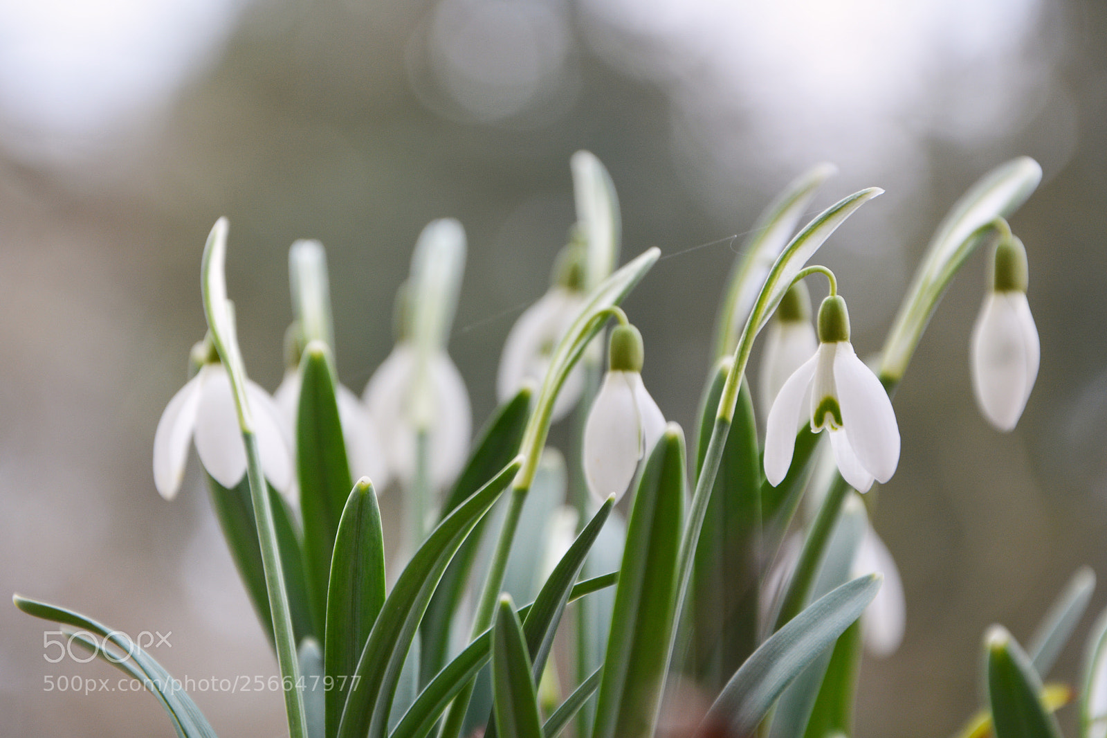 Nikon D5200 sample photo. Snowdrops still life photography