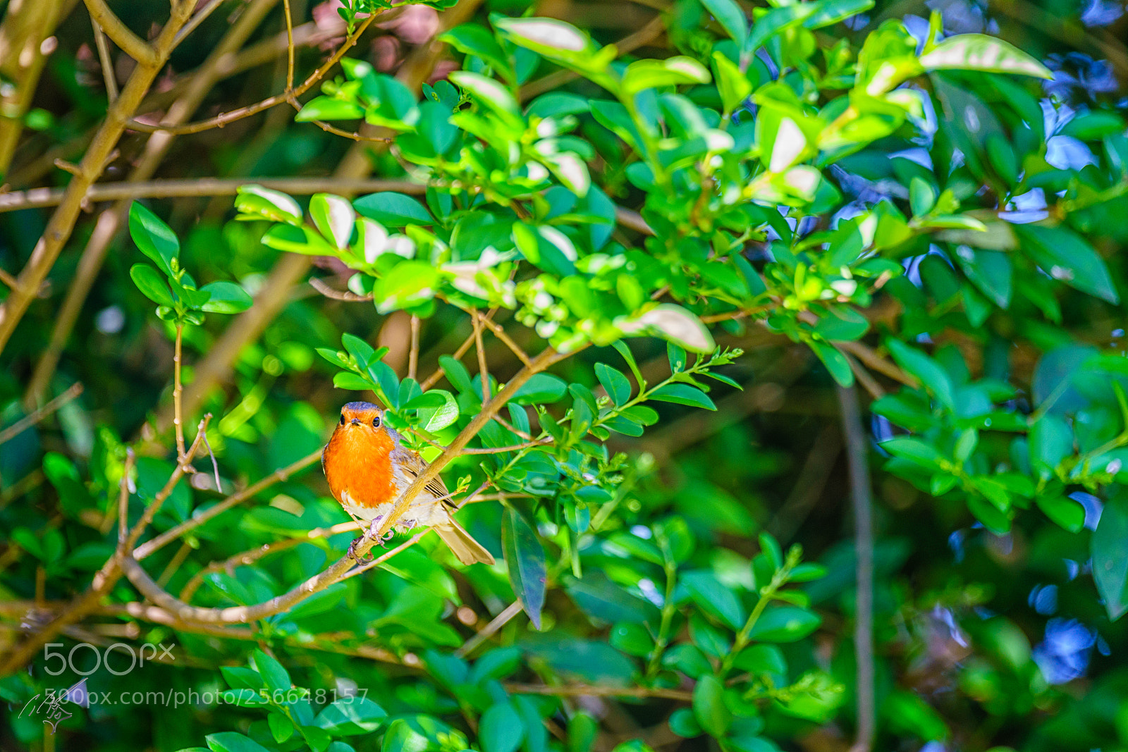 Sony a7R II sample photo. Robin may photography