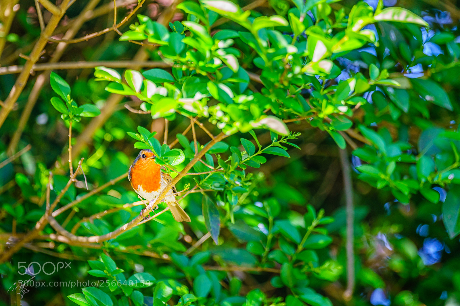 Sony a7R II sample photo. Robin may photography