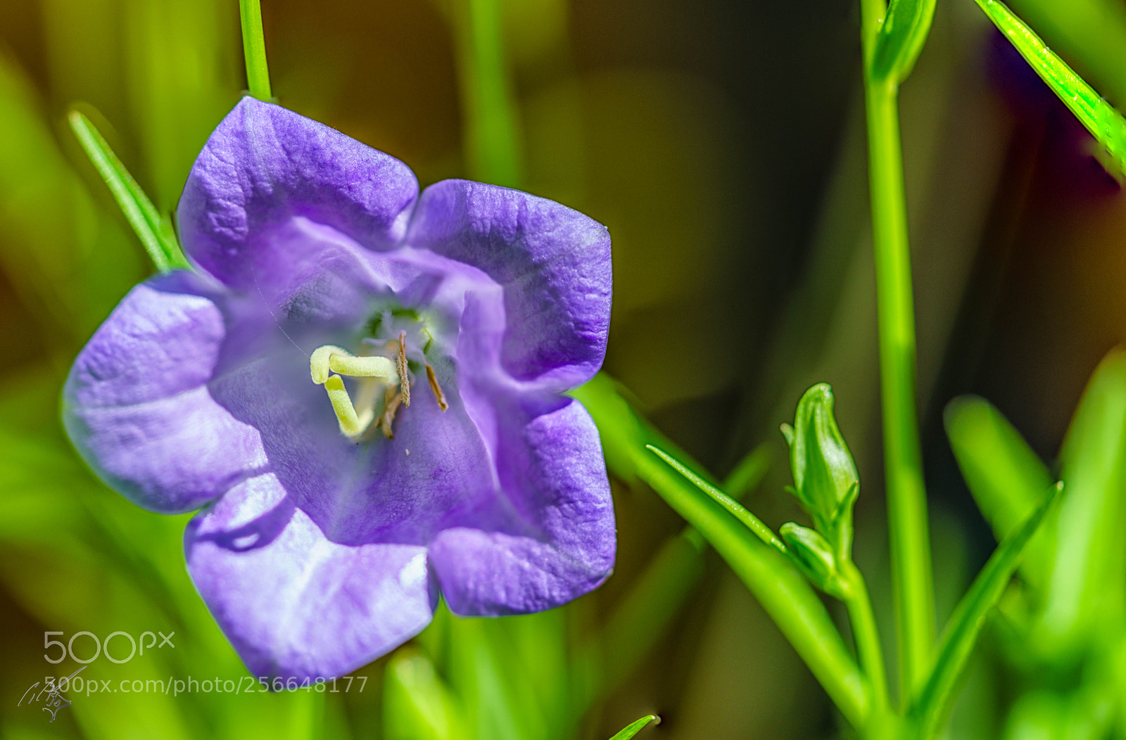 Sony a7R II sample photo. Flowers may photography
