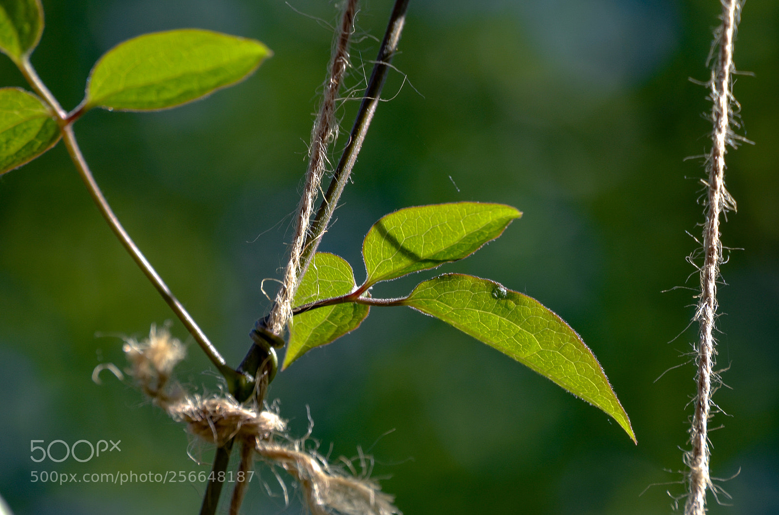 Nikon D5100 sample photo. Untitled photography