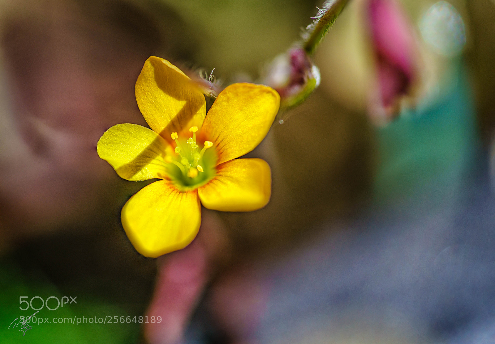 Sony a7R II sample photo. Flowers may photography
