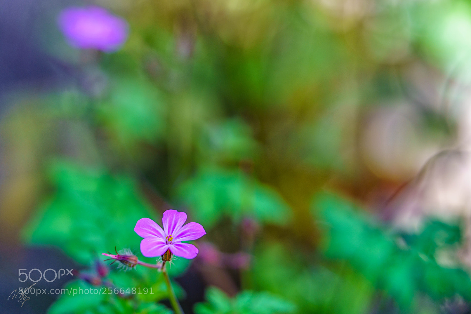 Sony a7R II sample photo. Flowers may photography