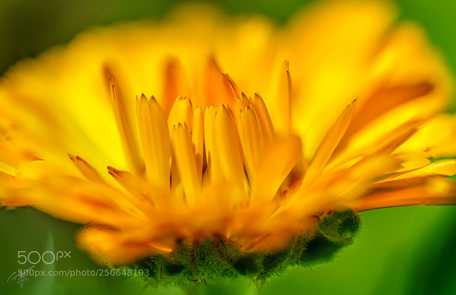 Sony a7R II sample photo. Flowers may photography
