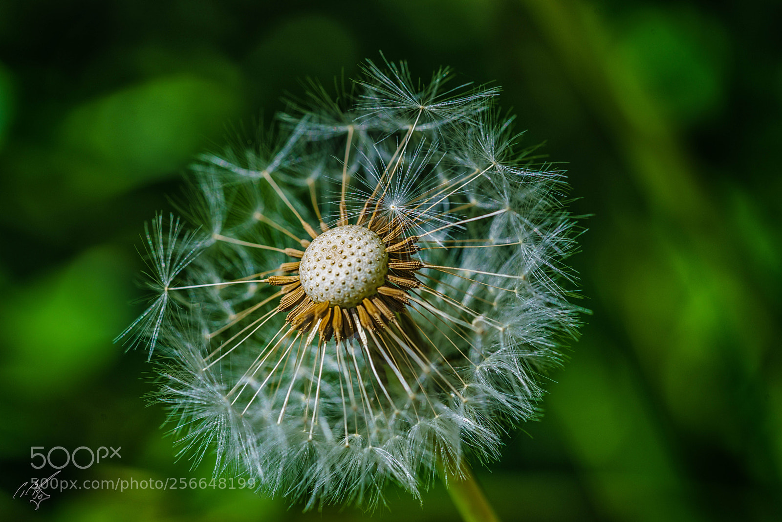 Sony a7R II sample photo. Flowers may photography