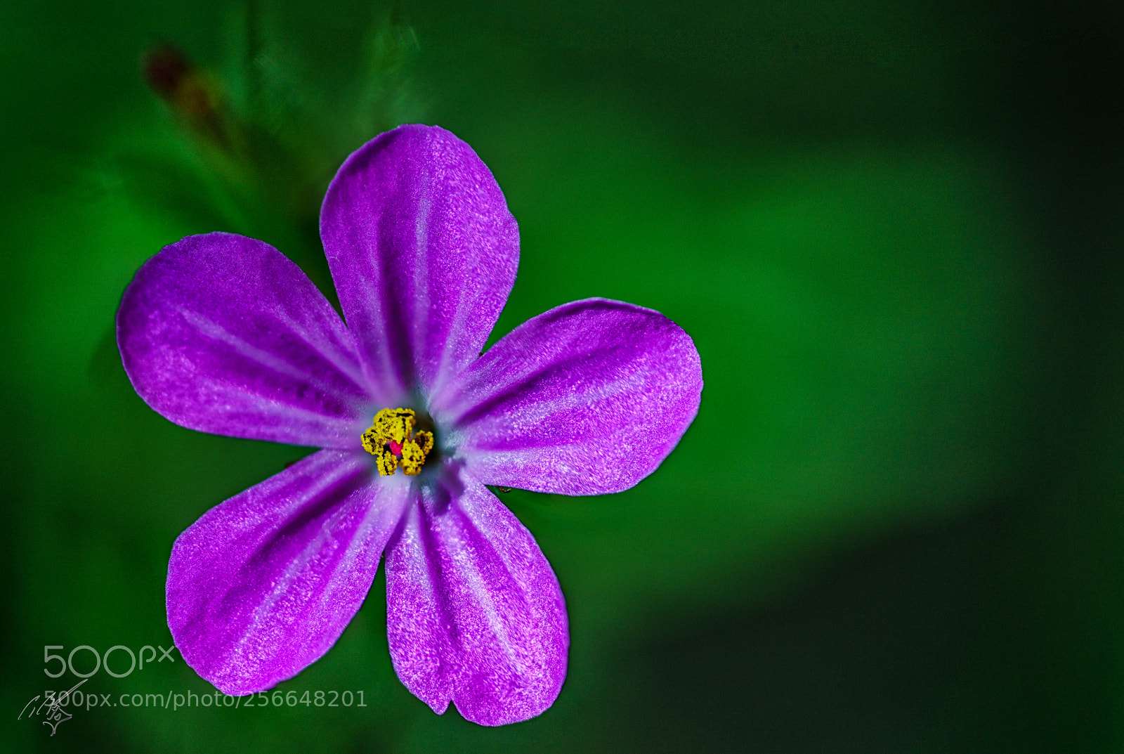 Sony a7R II sample photo. Flowers may photography